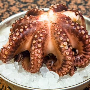 Wild Octopus